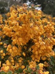 Berberis darwinii