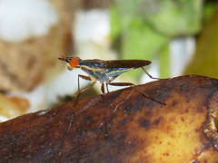 Glyphidops flavifrons