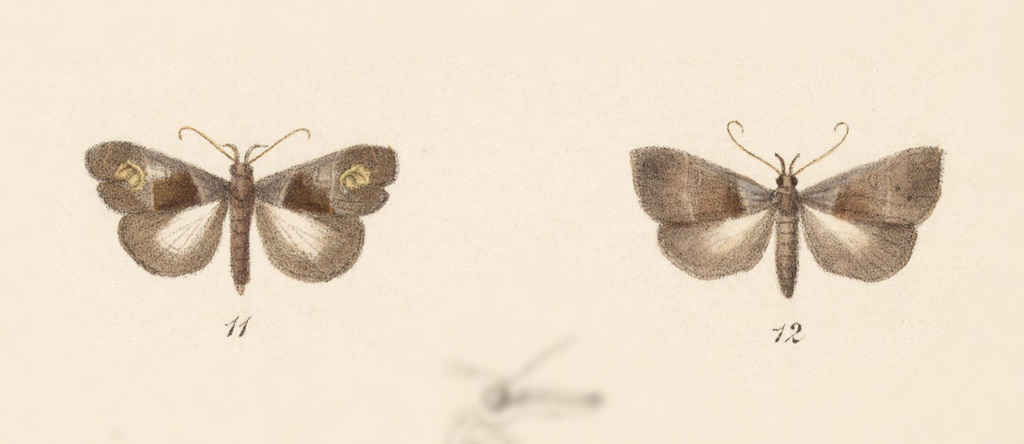 Lascoria albibasalis