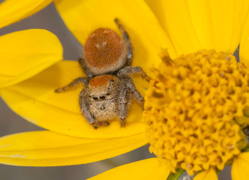 Apache Jumping Spider photo 3