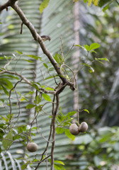 Tabernaemontana donnell-smithii