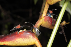 Leptoscelis militaris