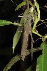 Xylospinodes jensjohannseni