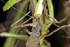 Xylospinodes jensjohannseni