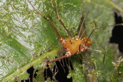 Ventrivomer ancyrophorus