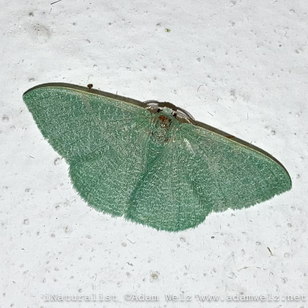 Prasinocyma immaculata