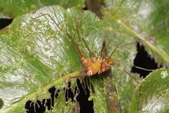 Ventrivomer ancyrophorus