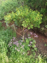 Pericallis tussilaginis image