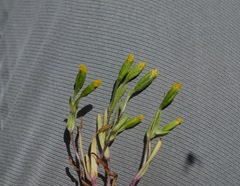 Lasthenia microglossa