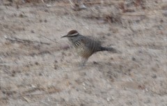 Campylorhynchus brunneicapillus