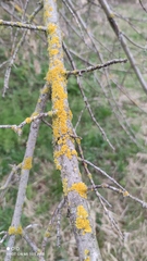 Xanthoria parietina