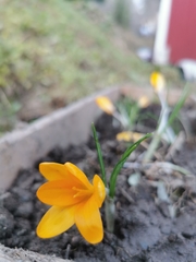 Crocus angustifolius