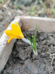 Crocus angustifolius