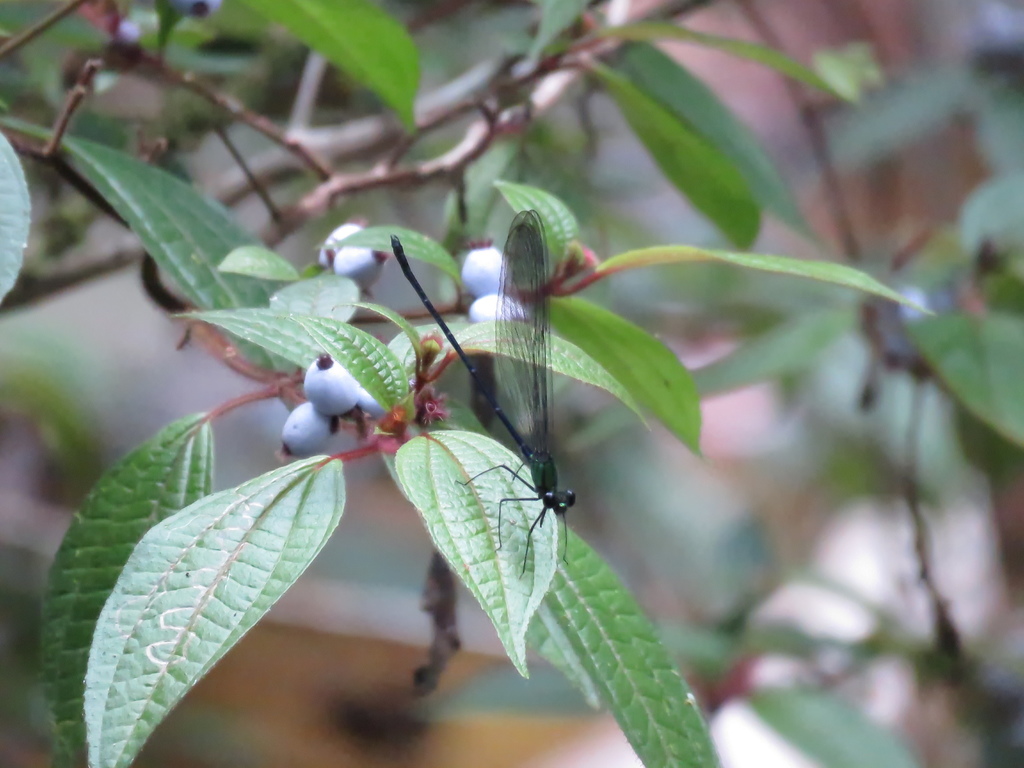 Iridictyon myersi