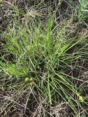 Carex scoparia
