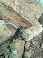 Bactrododema