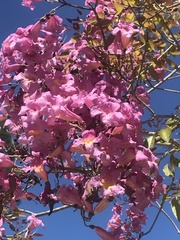 Amphilophium buccinatorium