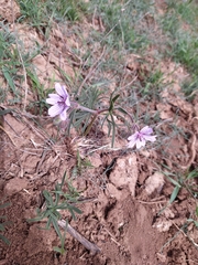 Geranium linearilobum
