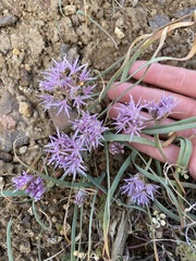Allium anceps