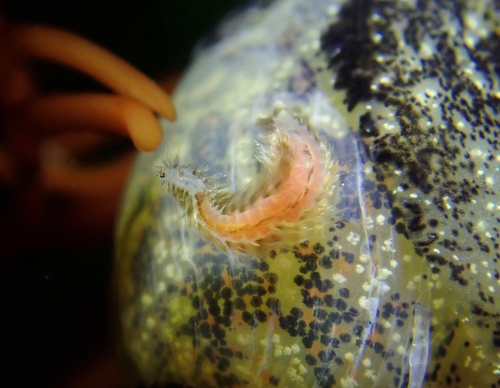 Representative image of Dysponetus