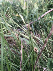 Carex divisa
