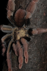Psalmopoeus