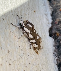 Arachnis dilecta