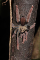 Psalmopoeus
