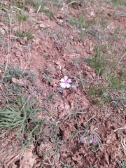 Geranium linearilobum