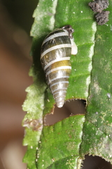 Zoniferella albobalteata