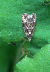 Olethreutes tilianum