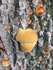 Phellinus pomaceoides