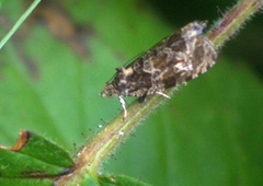Olethreutes tilianum