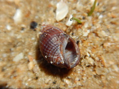 Ilyanassa obsoleta