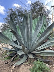 Agave americana expansa