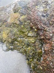 Prasiola crispa