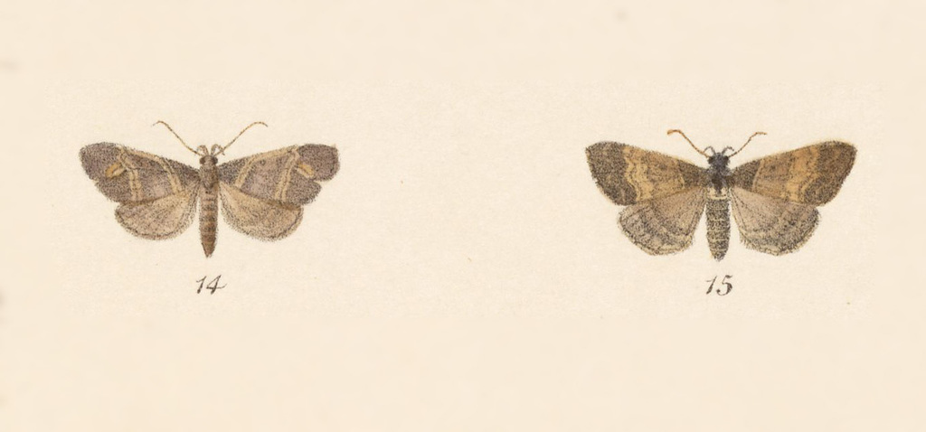 Lascoria phormisalis
