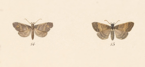 Lascoria phormisalis