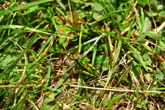 Kisella