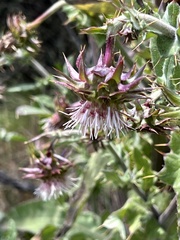 Cirsium fontinale