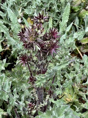 Cirsium fontinale