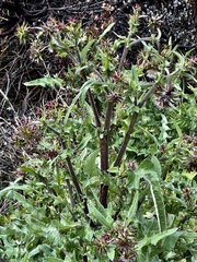 Cirsium fontinale