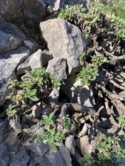 Pseudoscabiosa saxatilis