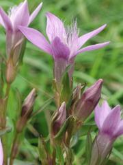 Gentianella praecox