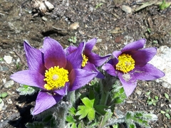 Pulsatilla halleri