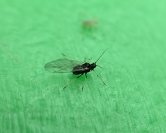 Aphididae