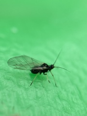 Aphididae