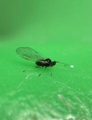 Aphididae