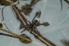 Arctosa fulvolineata