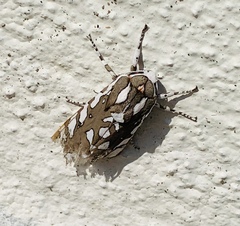 Arachnis dilecta